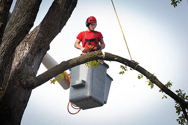 Why Choose Our Tree Removal Services in Woods Cross, UT?